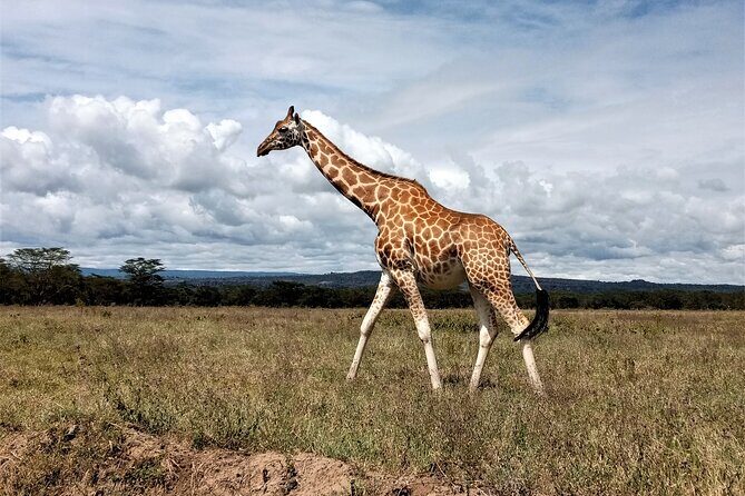 Nairobi National Park 6 am Group-Joining Game Drive - Best Fit: Who This Tour Will Work For