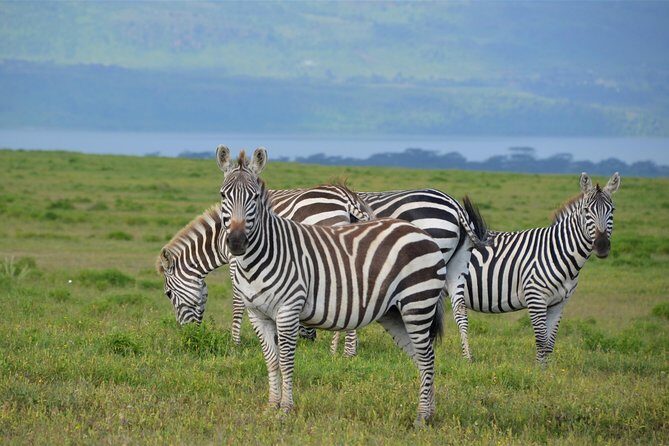 Nairobi National Park - Who should book this Nairobi National Park safari?