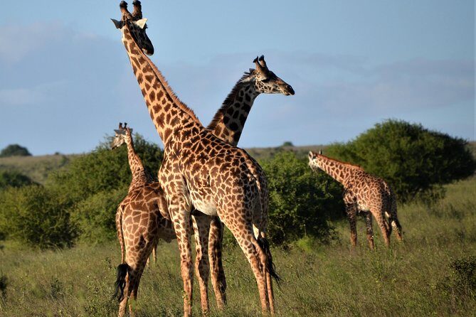 Nairobi National Park - Book it or skip it: my call for Nairobi National Park