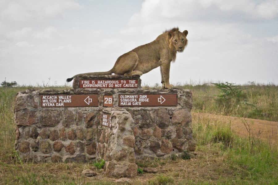 Nairobi National Park –Adventure at City’s Edge Free PickUp - What you can realistically see in Nairobi’s compact 177 sq km