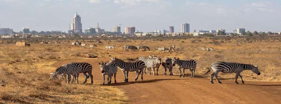Nairobi National Park –Adventure at City’s Edge Free PickUp - Big Five maths in Nairobi: four animals without leaving town