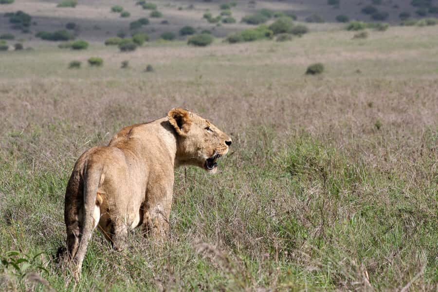 Nairobi National Park –Adventure at City’s Edge Free PickUp - Price reality: $20 tour fee, plus conservation fees that change the total