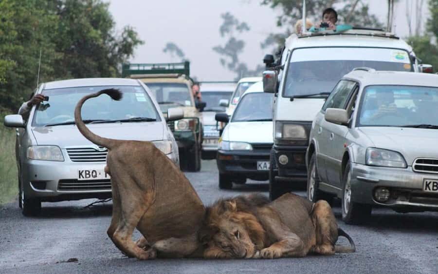 Nairobi National Park –Adventure at City’s Edge Free PickUp - Wooden shoe factory stop: useful souvenirs or a time tax