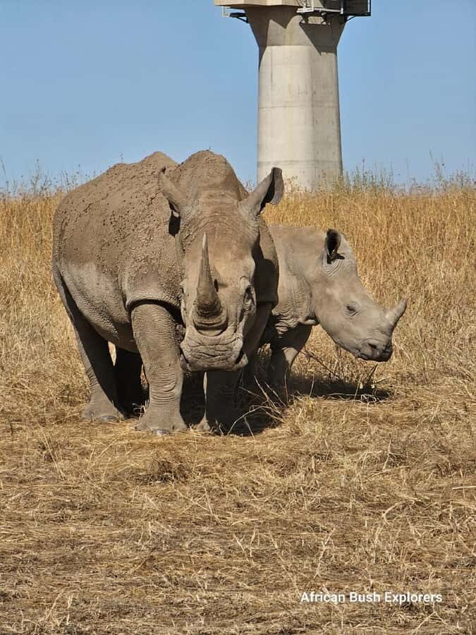 NAIROBI NATIONAL PARK AFTERNOON GAME DRIVE. - Key Things to Know Before You Go