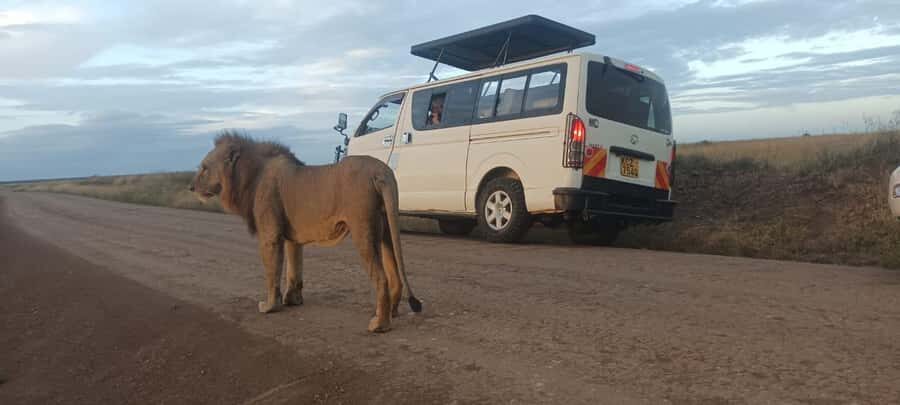 NAIROBI NATIONAL PARK AFTERNOON GAME DRIVE. - Afternoon Game Drive Magic: Nairobi at Golden Hour