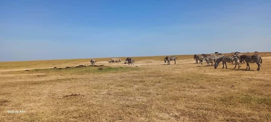 NAIROBI NATIONAL PARK AFTERNOON GAME DRIVE. - The Guided Savanna Search: Acacias, Elephants, Predators