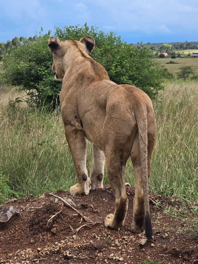 NAIROBI NATIONAL PARK AFTERNOON GAME DRIVE. - Photo Stop, Photo Time, and Why the Pace Feels Fair