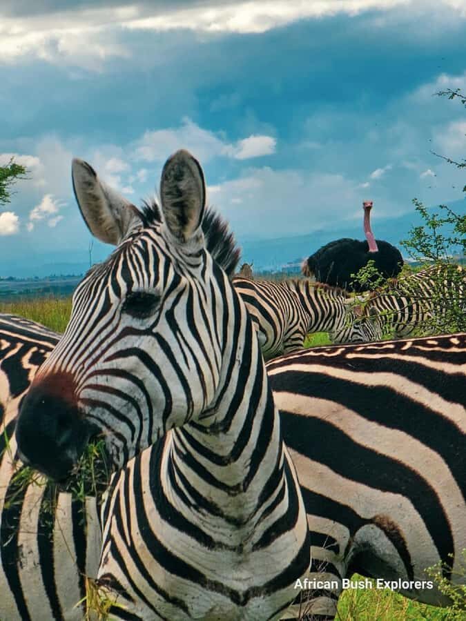 NAIROBI NATIONAL PARK AFTERNOON GAME DRIVE. - Timing Your Comfort: The Toilet Stop and the End-Shop Visit