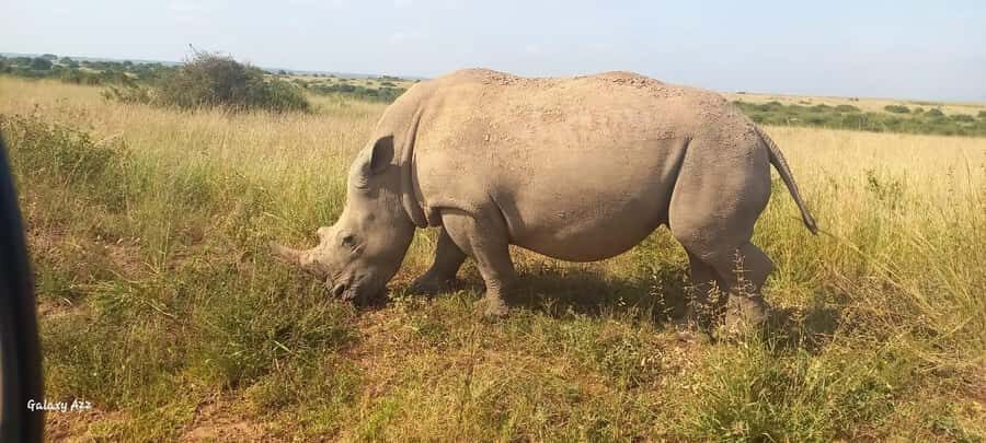 NAIROBI NATIONAL PARK AFTERNOON GAME DRIVE. - Who This Tour Suits Best (and Who Might Want Another Option)