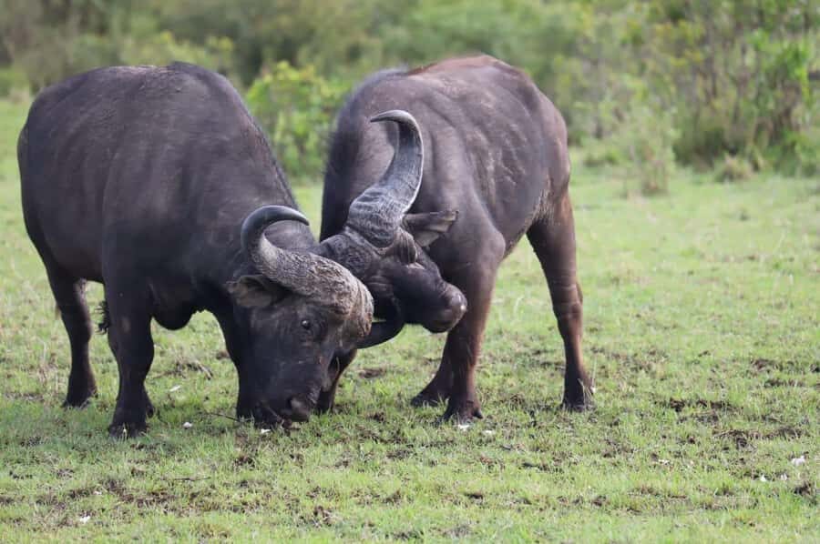 NAIROBI NATIONAL PARK AFTERNOON GAME DRIVE. - How Pickup Works in Nairobi: Seven Convenient Starting Points