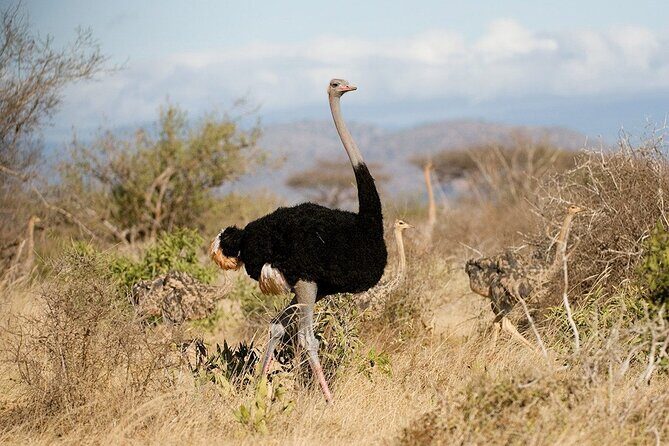 Nairobi National Park and Beads Factory Private Tour - The 5-Hour Game Drive That’s More About Spotting Than Showmanship