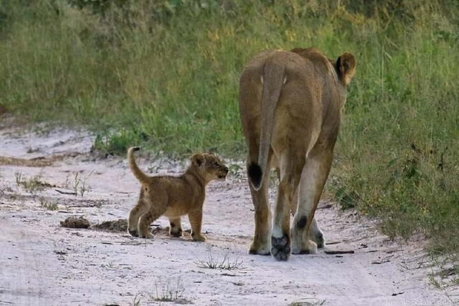 Nairobi national park and elephant orphanage - The 7-hour rhythm: when to be ready and when to be flexible