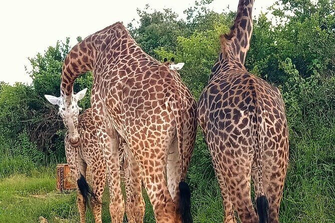 Nairobi National Park and Giraffe Center Daily Tours. - Timing, Pickup, and Getting Wildlife-Friendly Hours