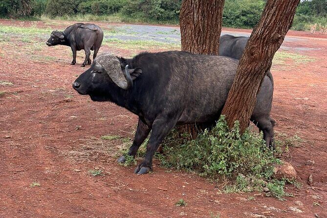 Nairobi National Park and Giraffe Center Daily Tours. - Should You Book This Nairobi National Park and Giraffe Centre Tour?
