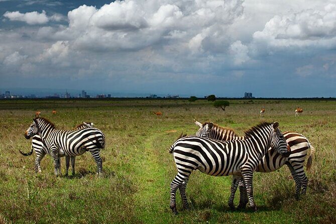 Nairobi National Park and Giraffe Center Day Tour - Key highlights from this Nairobi mini safari day