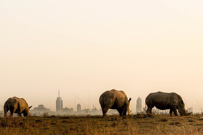 Nairobi National Park and Giraffe Center Day Tour - Nairobi National Park: why a city park is a big deal