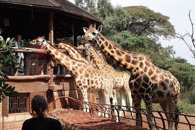 Nairobi National Park and Giraffe Center Day Tour - Giraffe Centre: your up-close Rothschild giraffe moment