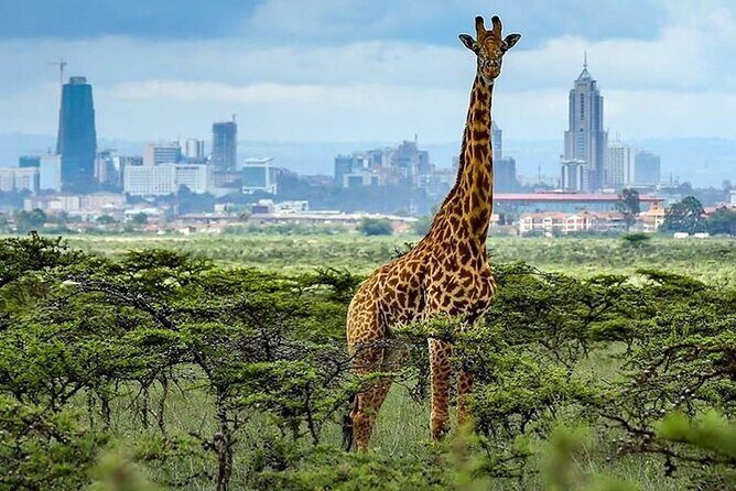 Nairobi National Park and Giraffe Center Day Tour - Transport and timing: what it feels like in real life