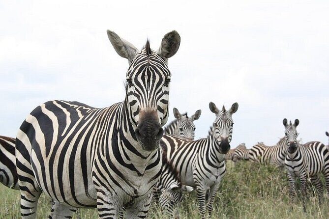 Nairobi National Park and Giraffe Center Day Tour - The game drive: how to get value from 5–6 hours