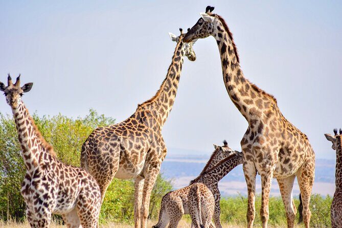Nairobi National park And Giraffe Center: Free Wi-Fi Connection - The morning game drive: what to expect in 4 hours