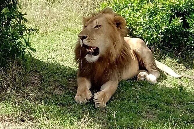 Nairobi National Park and Giraffe Center from Kenya with a Guide - Your 4WD Open-Roof Ride: The Best Way to Spot Wildlife