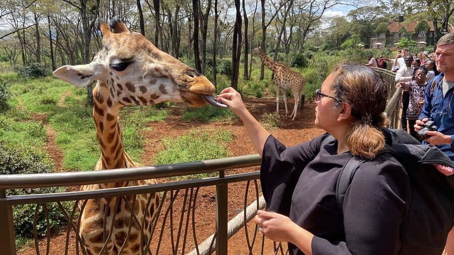 Nairobi National Park, Baby Elephant and Giraffe Centre Tour - Key highlights you’ll feel during the day