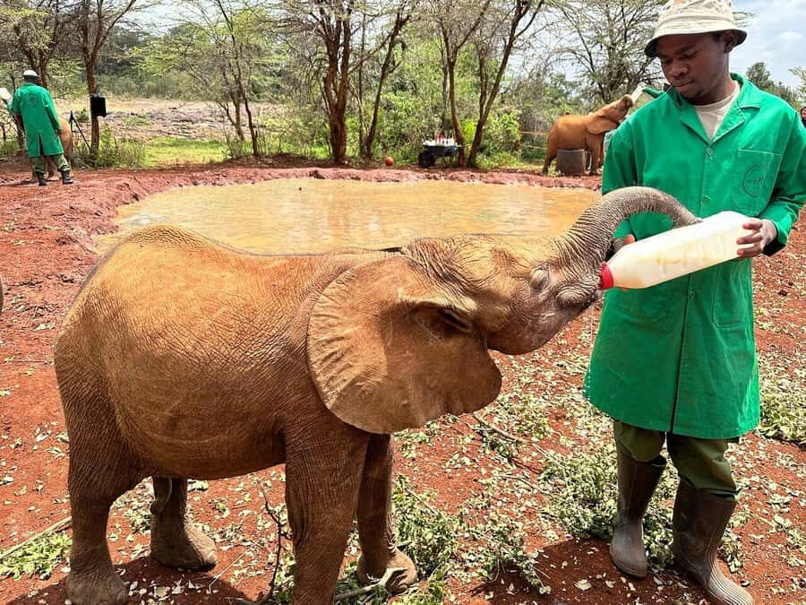 Nairobi National Park, Baby Elephant and Giraffe Centre Tour - What can go wrong: entrances, timing, and real-world reliability