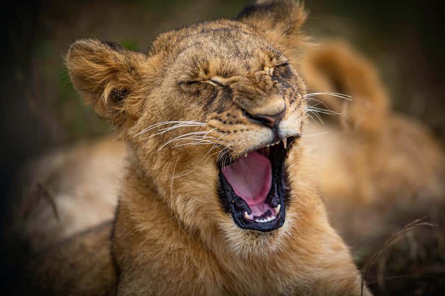 Nairobi National Park, Baby Elephant and Giraffe Centre Tour - Nairobi National Park Game Drive: wildlife close to the city