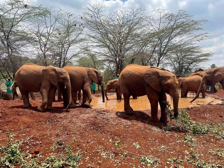 Nairobi National Park, Baby Elephant and Giraffe Centre Tour - Kazuri Beads Factory: a quick Nairobi craft break that actually has meaning