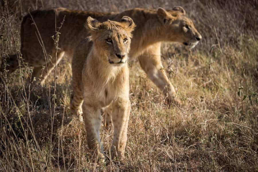 Nairobi National Park, Baby Elephant and Giraffe Centre Tour - Lunch at a Nairobi National Park restaurant: keep expectations realistic