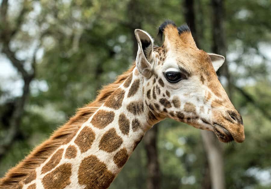 Nairobi National Park, Baby Elephant and Giraffe Centre Tour - How the 8–9 hour schedule really plays out