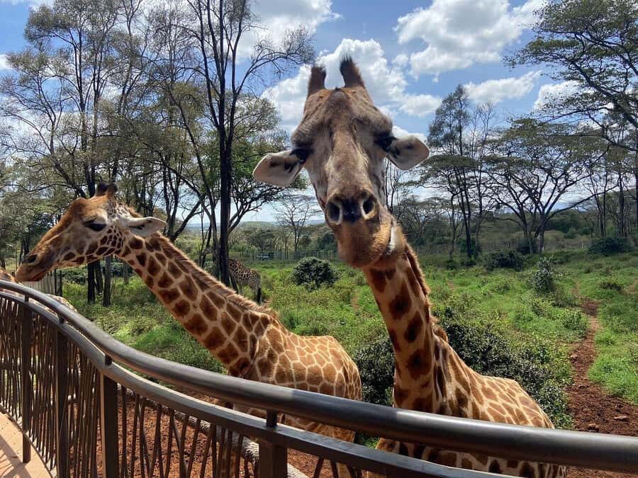 Nairobi National Park, Baby Elephant and Giraffe Centre Tour - Price and value: is $54 a bargain or a budget trap?
