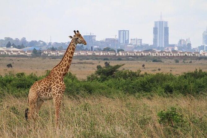 Nairobi: National park, baby Elephant, Giraffe center - Sheldrick Wildlife Trust: rescued baby elephants and daily feeding