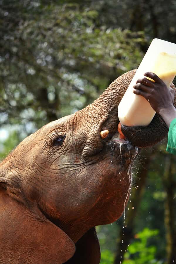 Nairobi: National Park, Baby Elephant & Giraffe Centre Tour - Key things that make this tour worth your time