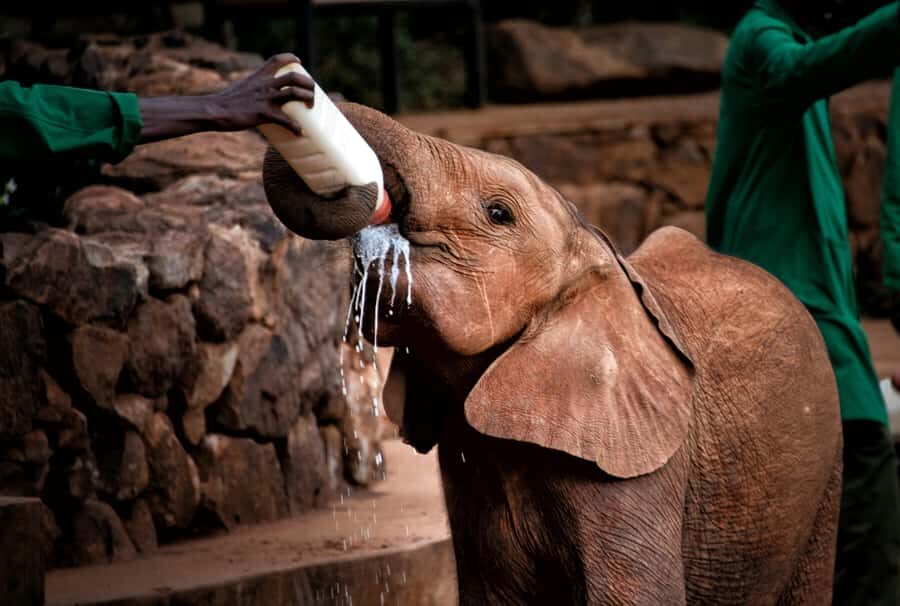 Nairobi: National Park, Baby Elephant & Giraffe Centre Tour - Nairobi National Park game drive: wildlife near the city skyline
