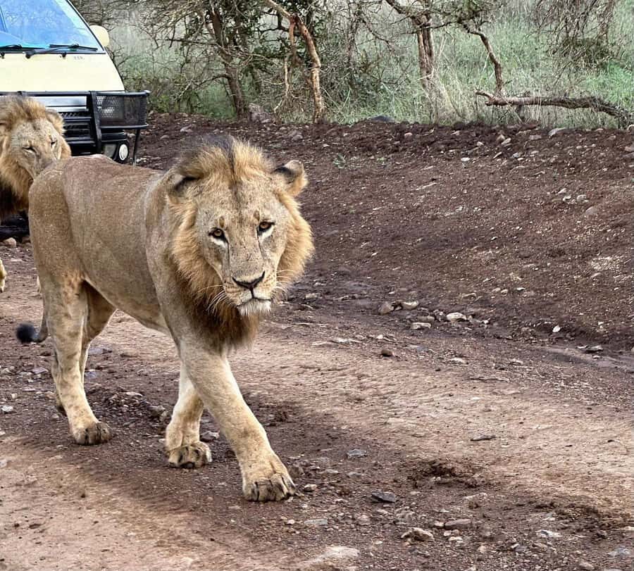 Nairobi: National Park, Baby Elephant & Giraffe Centre Tour - What the add-ons can do: Karen Blixen, Bomas of Kenya, and Kazuri beads
