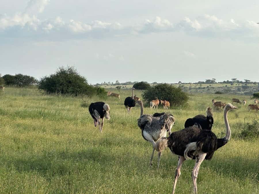 Nairobi: National Park, Baby Elephant & Giraffe Centre Tour - Price and value check: what $54 covers (and what to budget extra)