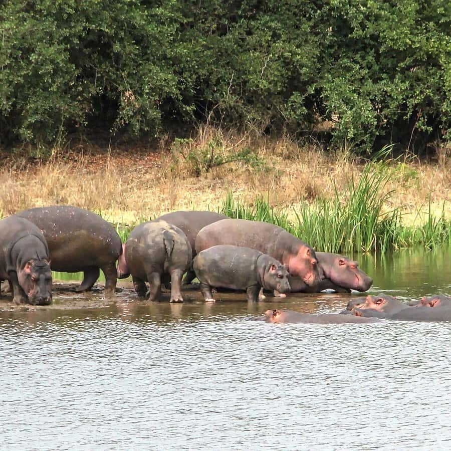 Nairobi: National Park, Baby Elephant & Giraffe Centre Tour - Who this tour suits best