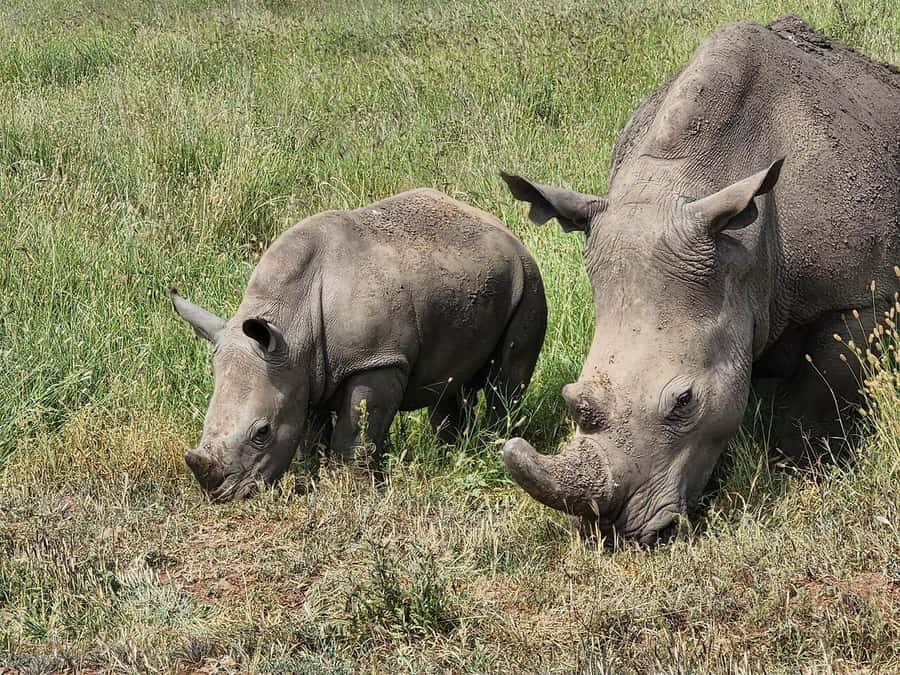 Nairobi: National Park, Baby Elephant & Giraffe Centre Tour - Should you book the Nairobi National Park, Elephant Orphanage & Giraffe Centre tour?