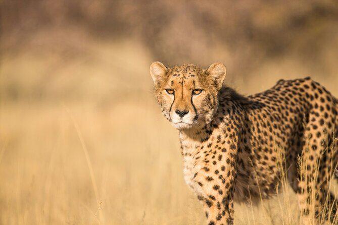 Nairobi: National Park Early Morning or Afternoon Game Drive - Picking Your Pickup Area and Start Time Without Stress