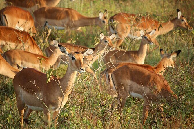 Nairobi: National Park Early Morning or Afternoon Game Drive - What the Game Drive Really Feels Like in 5 Hours
