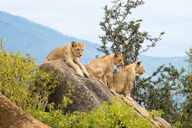 Nairobi: National Park Early Morning or Afternoon Game Drive - Big Five Potential Without Leaving Nairobi
