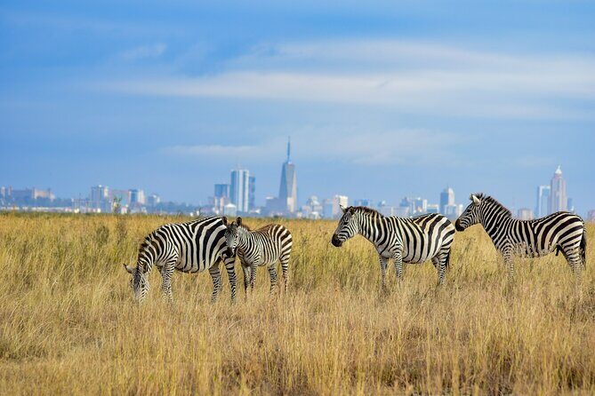 Nairobi: National Park Early Morning or Afternoon Game Drive - Price and Real Cost: $30 Plus Park Entry Fees