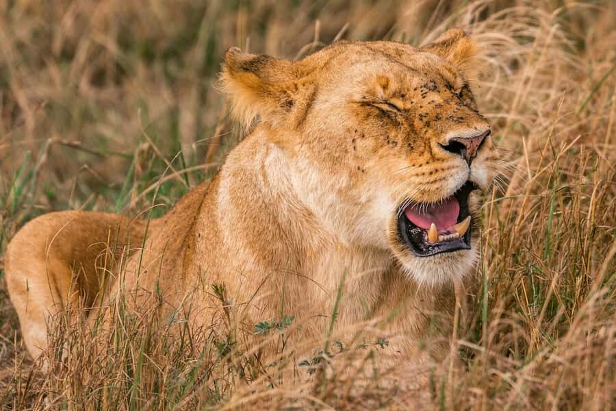 Nairobi: National Park Early Morning or Afternoon Tour - Key highlights you’ll feel quickly