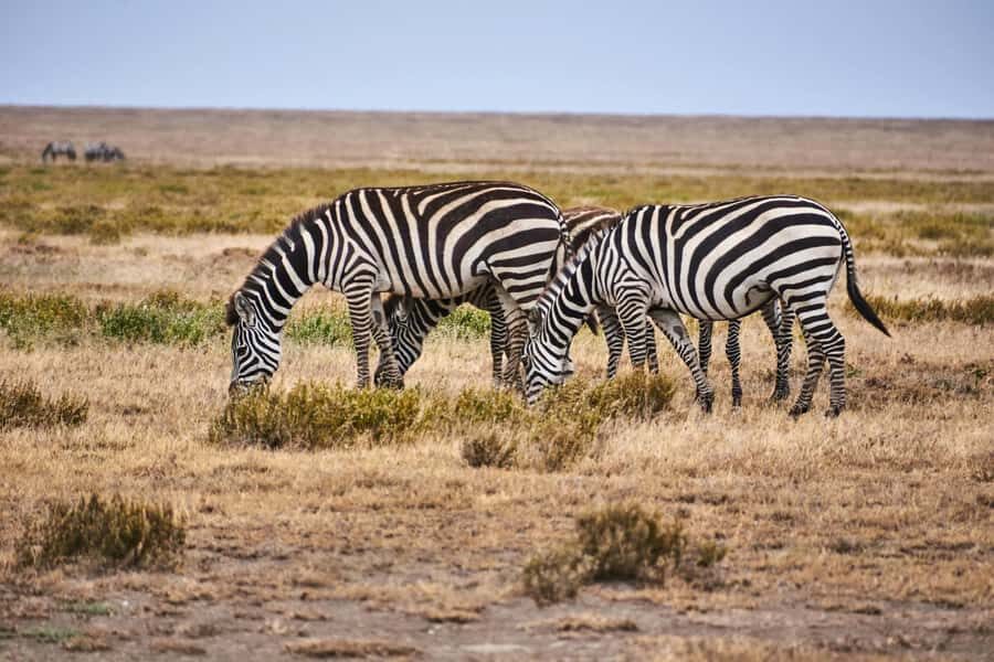 Nairobi: National Park Early Morning or Afternoon Tour - Nairobi National Park’s special trick: wildlife with city scenery