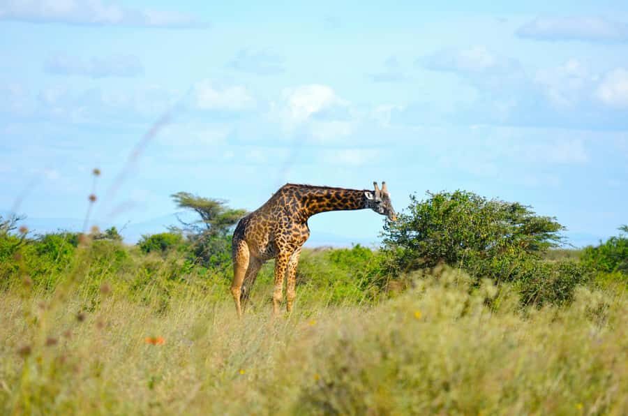Nairobi: National Park Early Morning or Afternoon Tour - Entering Nairobi National Park: what your first moments look like