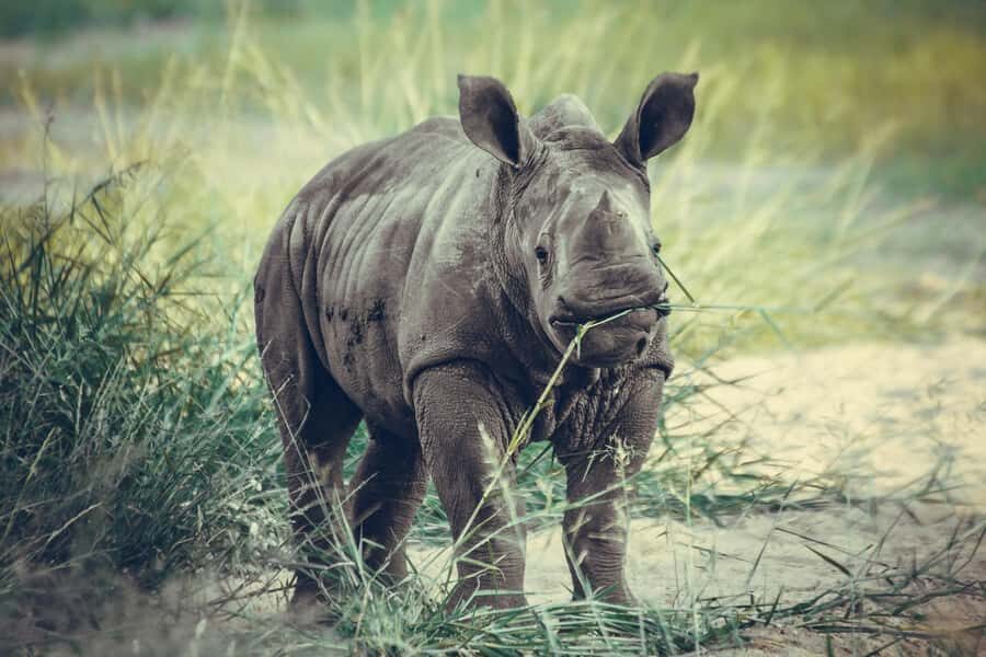 Nairobi: National Park Early Morning or Afternoon Tour - Price and value: $80 entry plus a guided 4 hours