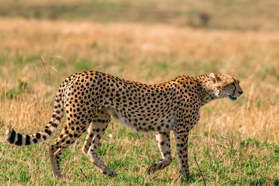 Nairobi: National Park Early Morning or Afternoon Tour - Weather and expectations: the smart way to go in