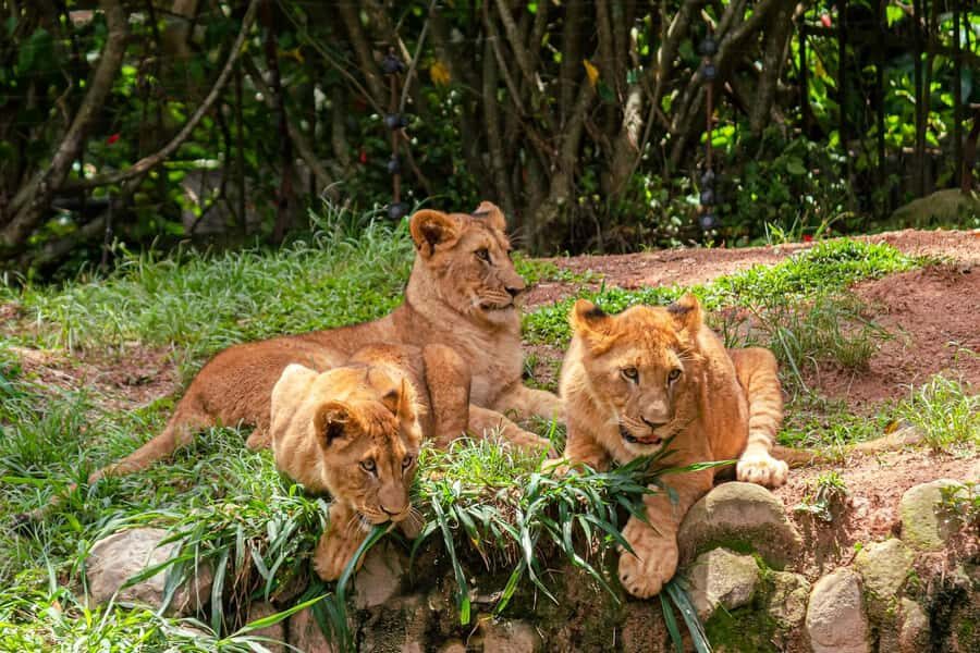 Nairobi: National Park Early Morning or Afternoon Tour - How the 4-hour plan works with pickup and real drive time