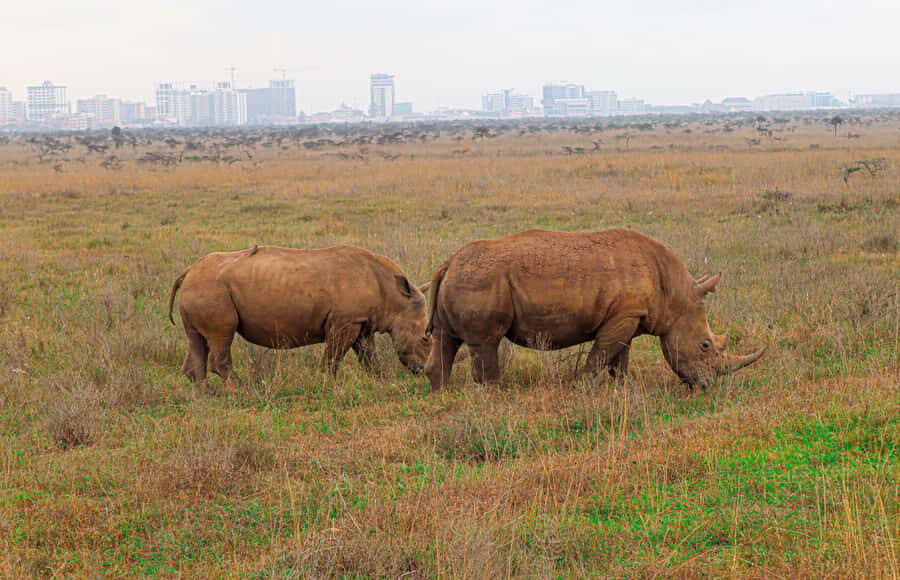 Nairobi National Park: & Elephant Orphanage 4X4 Jeep Tour - Key highlights at a glance